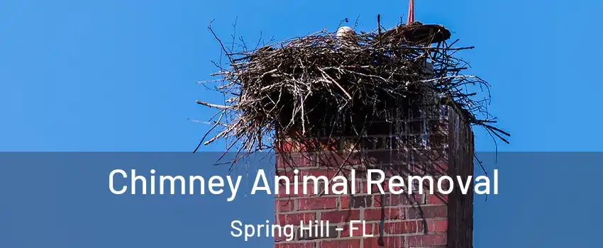  Chimney Animal Removal Spring Hill - FL