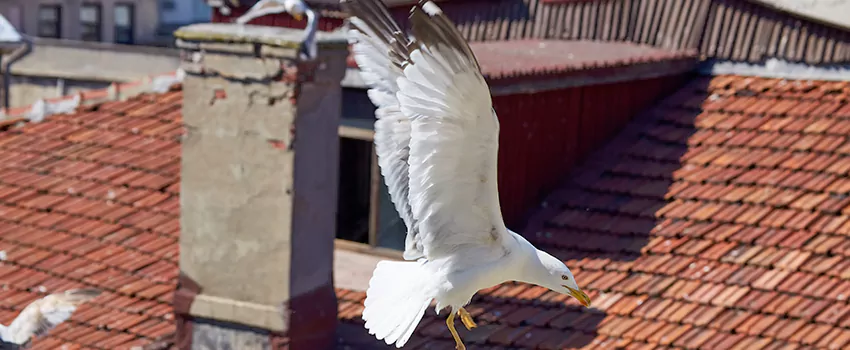 Residential Chimney Animal Removal Solution in Spring Hill, FL