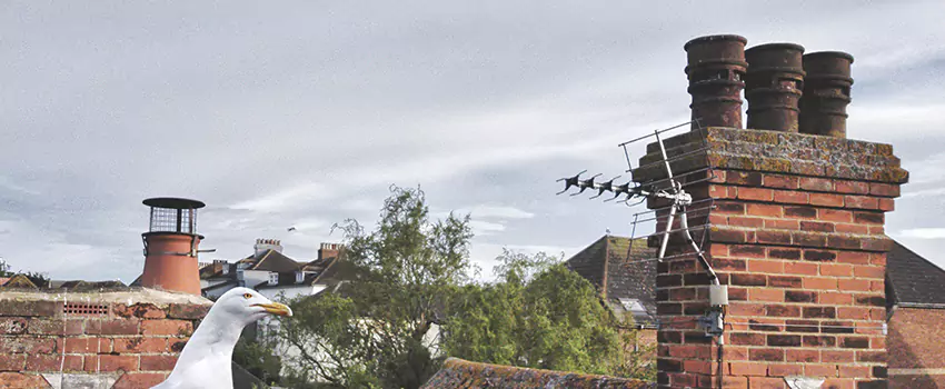 Chimney Cleaning And Restoration in Spring Hill, Florida